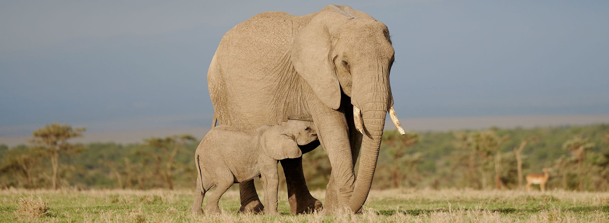 Ak Africa 3000x1100 Copy